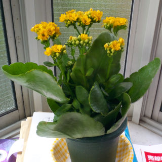 �L�O�i�Ƃ��Ė������